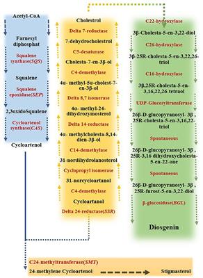 Melatonin confers fenugreek tolerance to salinity stress by stimulating the biosynthesis processes of enzymatic, non-enzymatic antioxidants, and diosgenin content